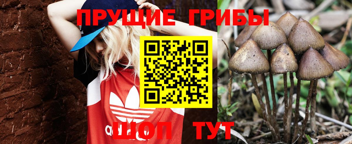 Псилоцибиновые грибы Cubensis Вологда